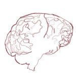 cerebro humano